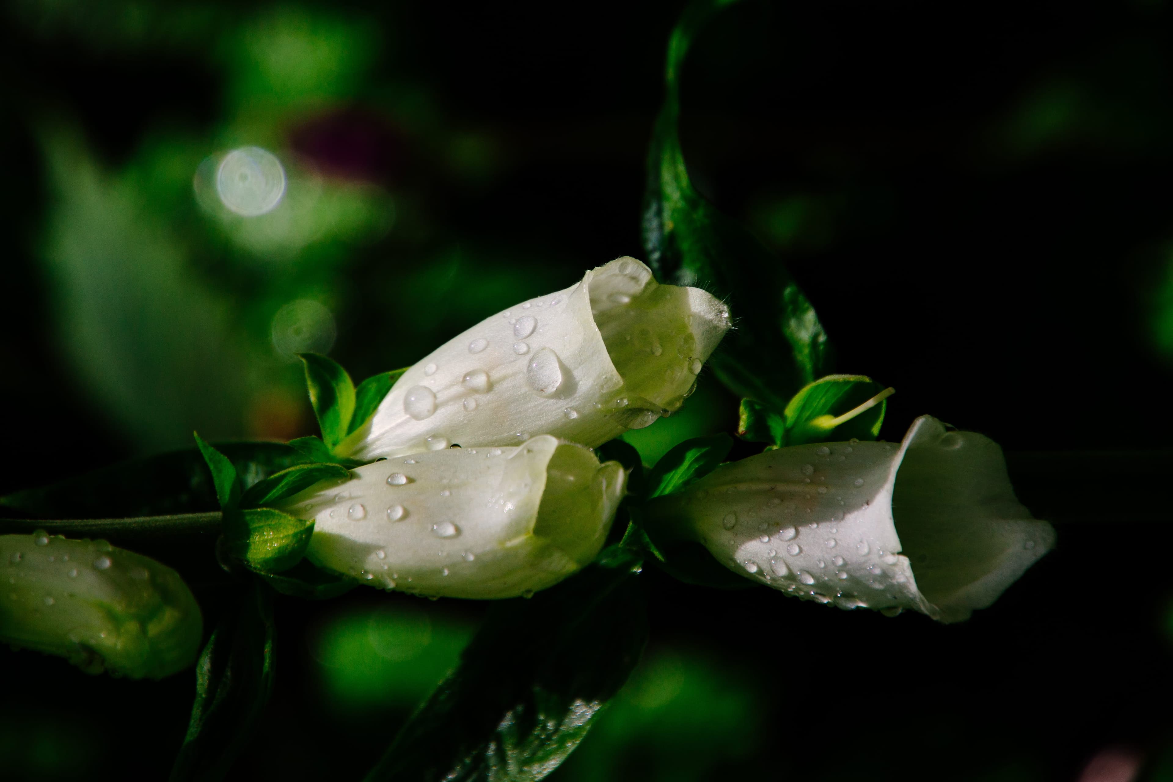 Botanical ritual scene